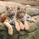 Harimau Benggala di Bandung Zoo Mati akibat Terinfeksi Virus Mematikan FPV