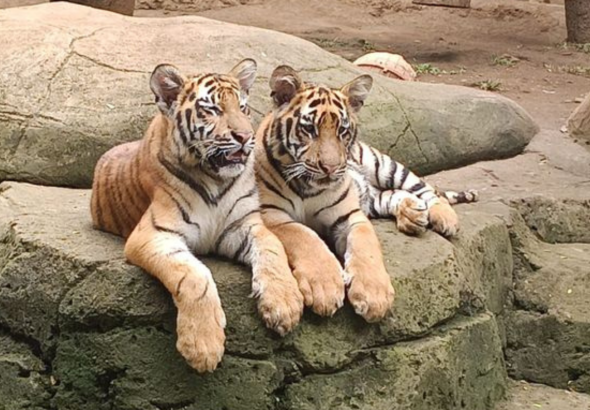Harimau Benggala di Bandung Zoo Mati akibat Terinfeksi Virus Mematikan FPV