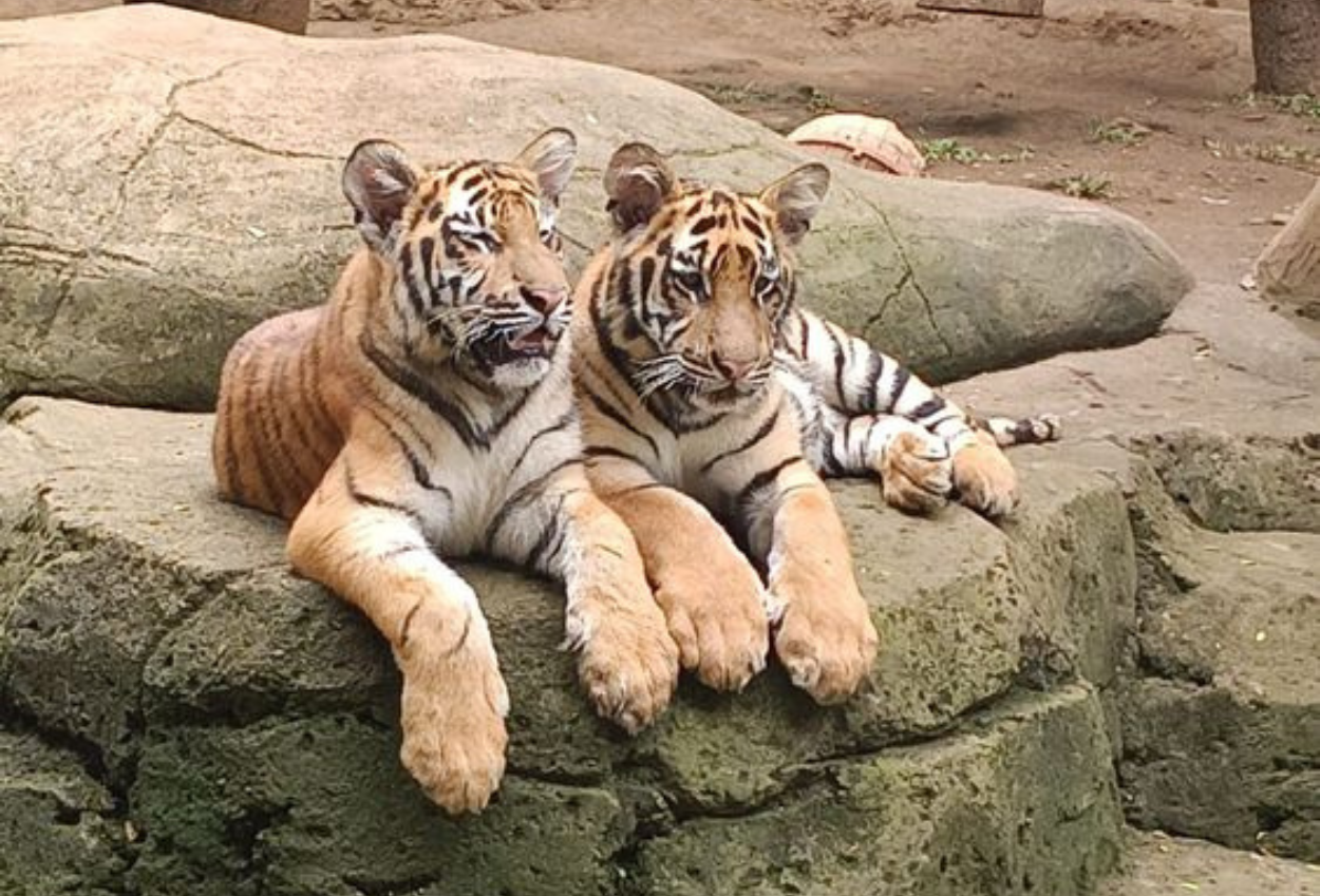 Harimau Benggala di Bandung Zoo Mati akibat Terinfeksi Virus Mematikan FPV