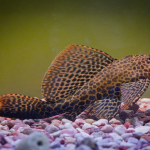 Alasan Ikan Sapu-Sapu Harus Dimusnahkan, Ini Fakta di Baliknya