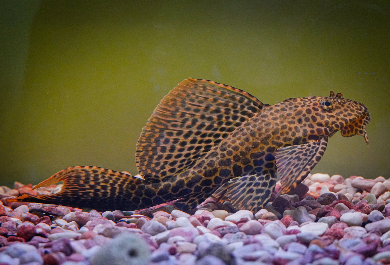 Alasan Ikan Sapu-Sapu Harus Dimusnahkan, Ini Fakta di Baliknya