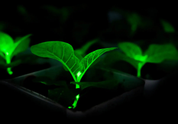 China Uji Tanaman Bercahaya sebagai Alternatif Lampu Jalan Masa Depan