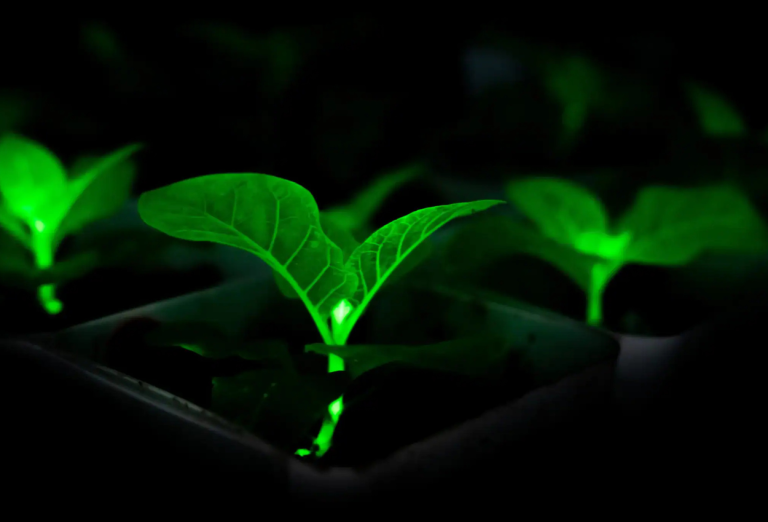 China Uji Tanaman Bercahaya sebagai Alternatif Lampu Jalan Masa Depan
