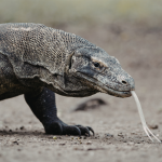 Indonesia Lepas Dua Komodo ke Jepang untuk Pengembangbiakan, Imbalannya Jerapah dan Panda Merah