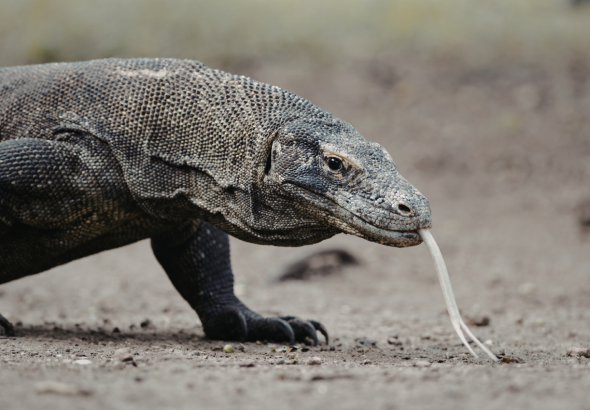 Indonesia Lepas Dua Komodo ke Jepang untuk Pengembangbiakan, Imbalannya Jerapah dan Panda Merah