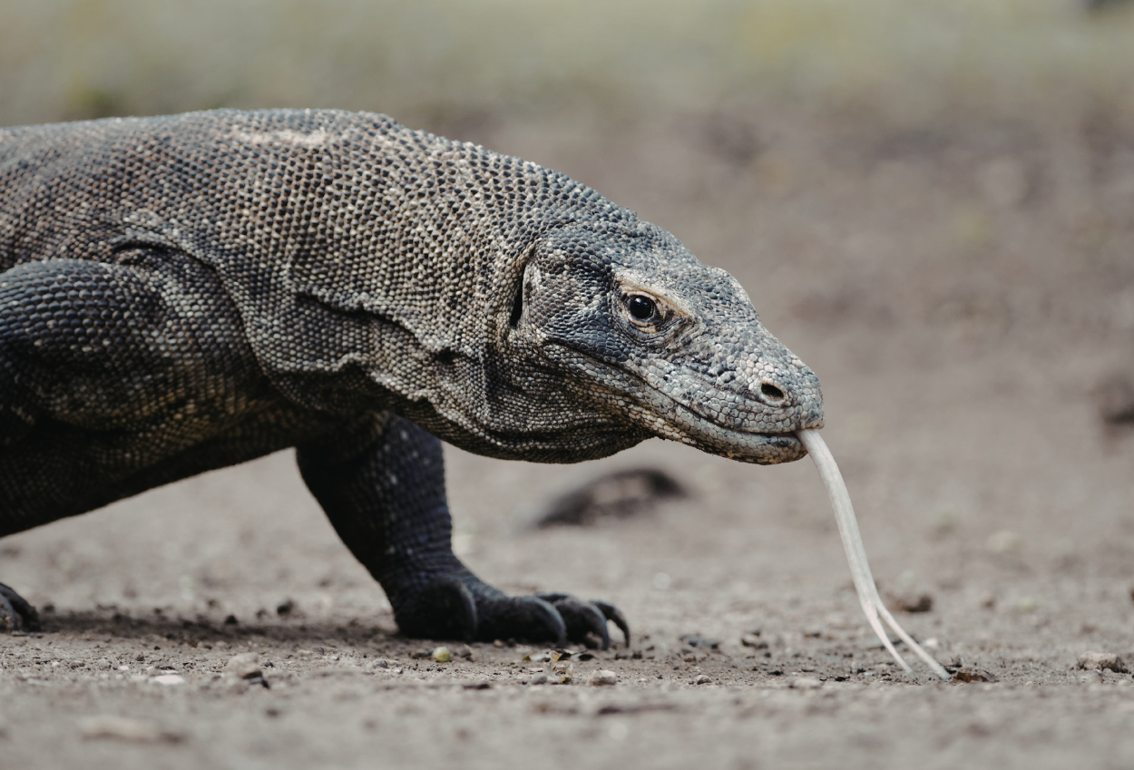 Indonesia Lepas Dua Komodo ke Jepang untuk Pengembangbiakan, Imbalannya Jerapah dan Panda Merah