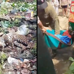 Macan Tutul yang Terjerat di Sekitar Permukiman Warga Bogor Dievakuasi ke Taman Safari