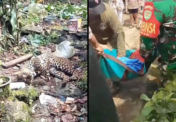 Macan Tutul yang Terjerat di Sekitar Permukiman Warga Bogor Dievakuasi ke Taman Safari