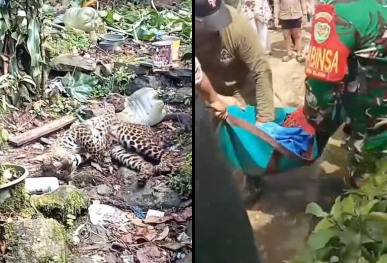 Macan Tutul yang Terjerat di Sekitar Permukiman Warga Bogor Dievakuasi ke Taman Safari