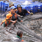 Penangkapan Ikan Sapu-sapu di Jakarta Capai 6,9 Ton